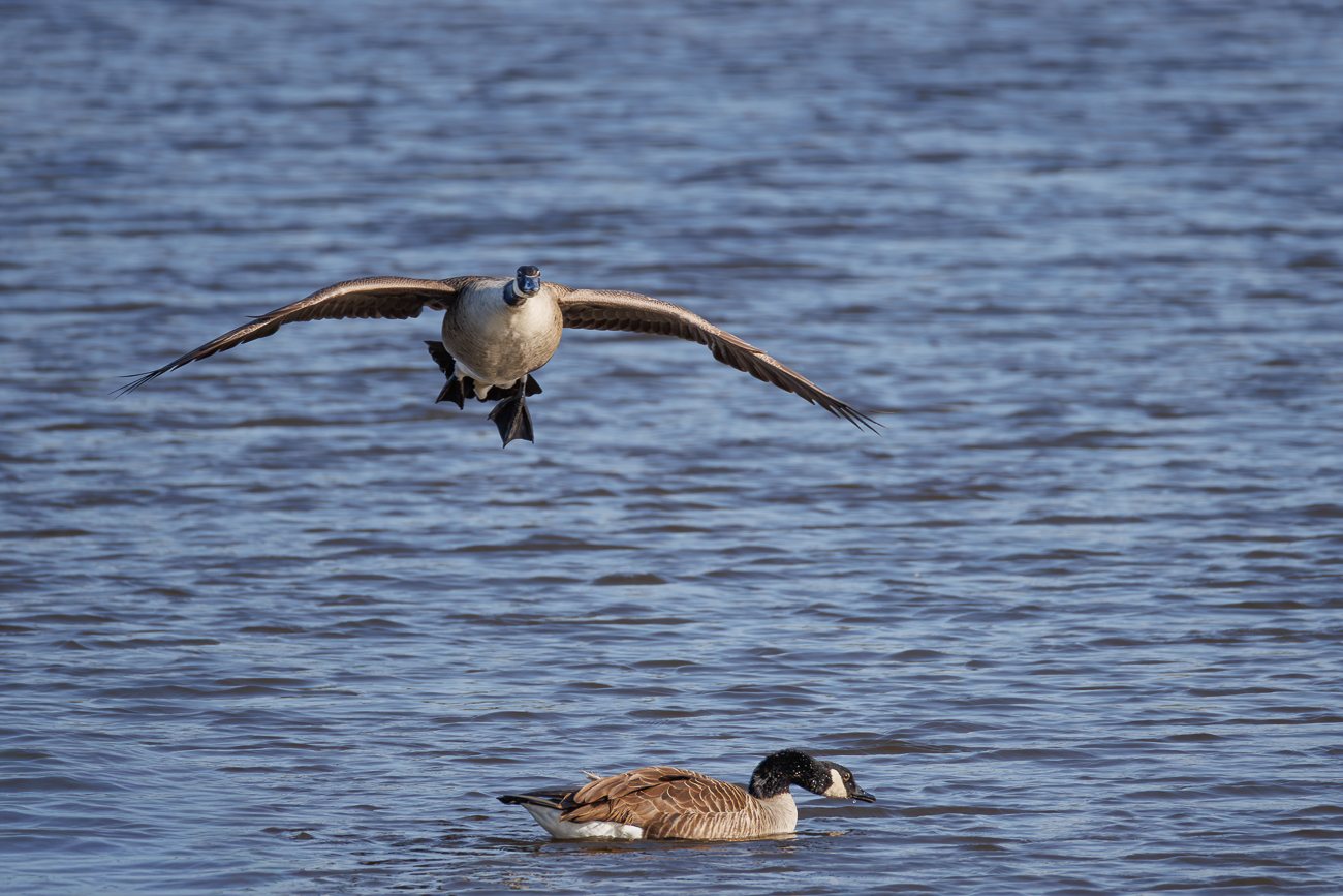 Kanadagans im Landeanflug