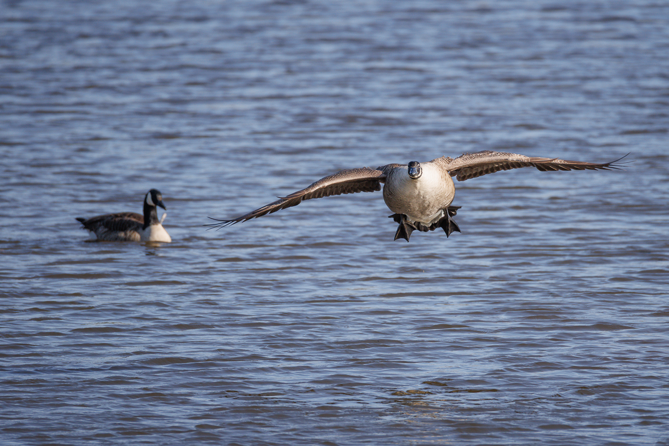 Kanadagans im Landeanflug
