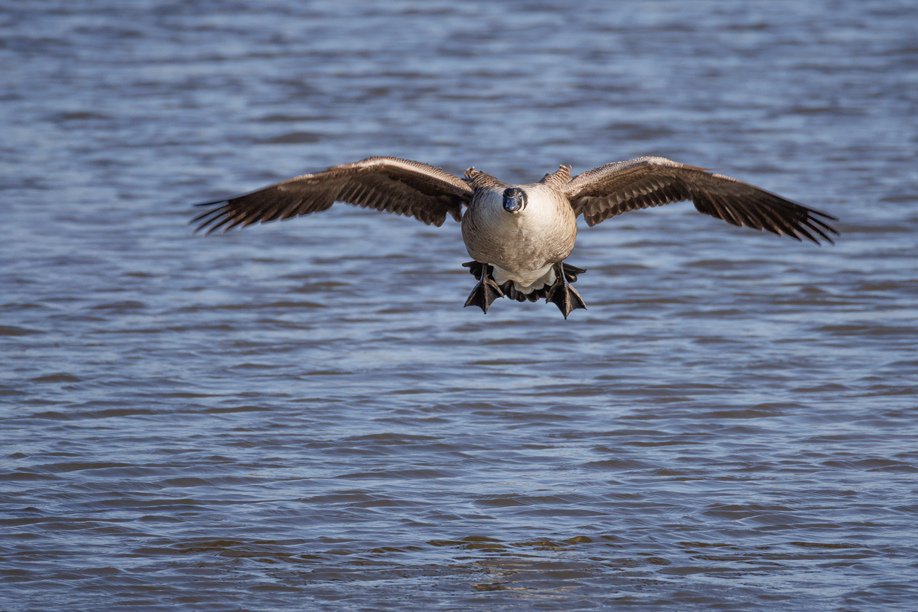 Kanadagans im Landeanflug