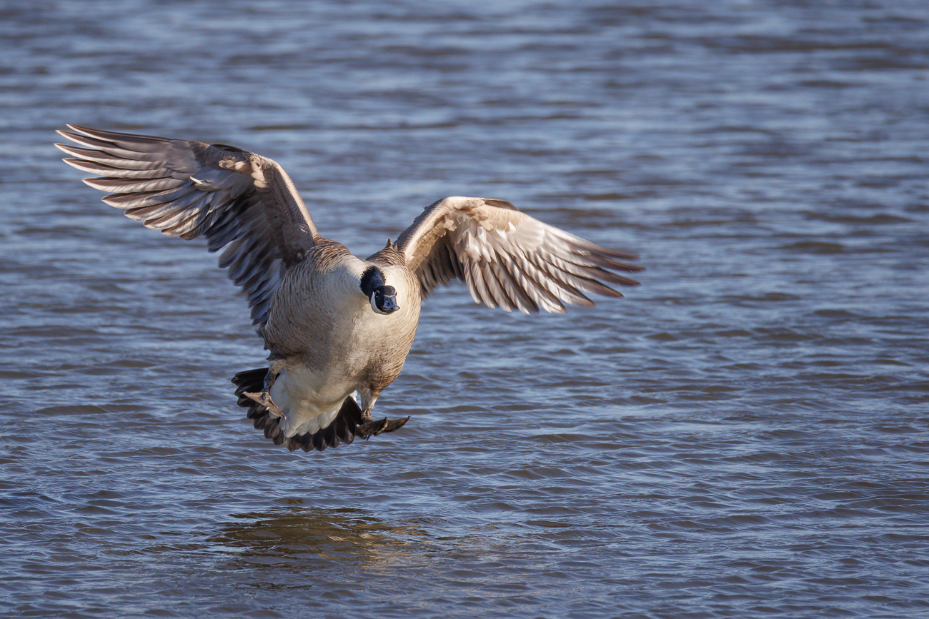 Fahrwerk ausgefahren ...