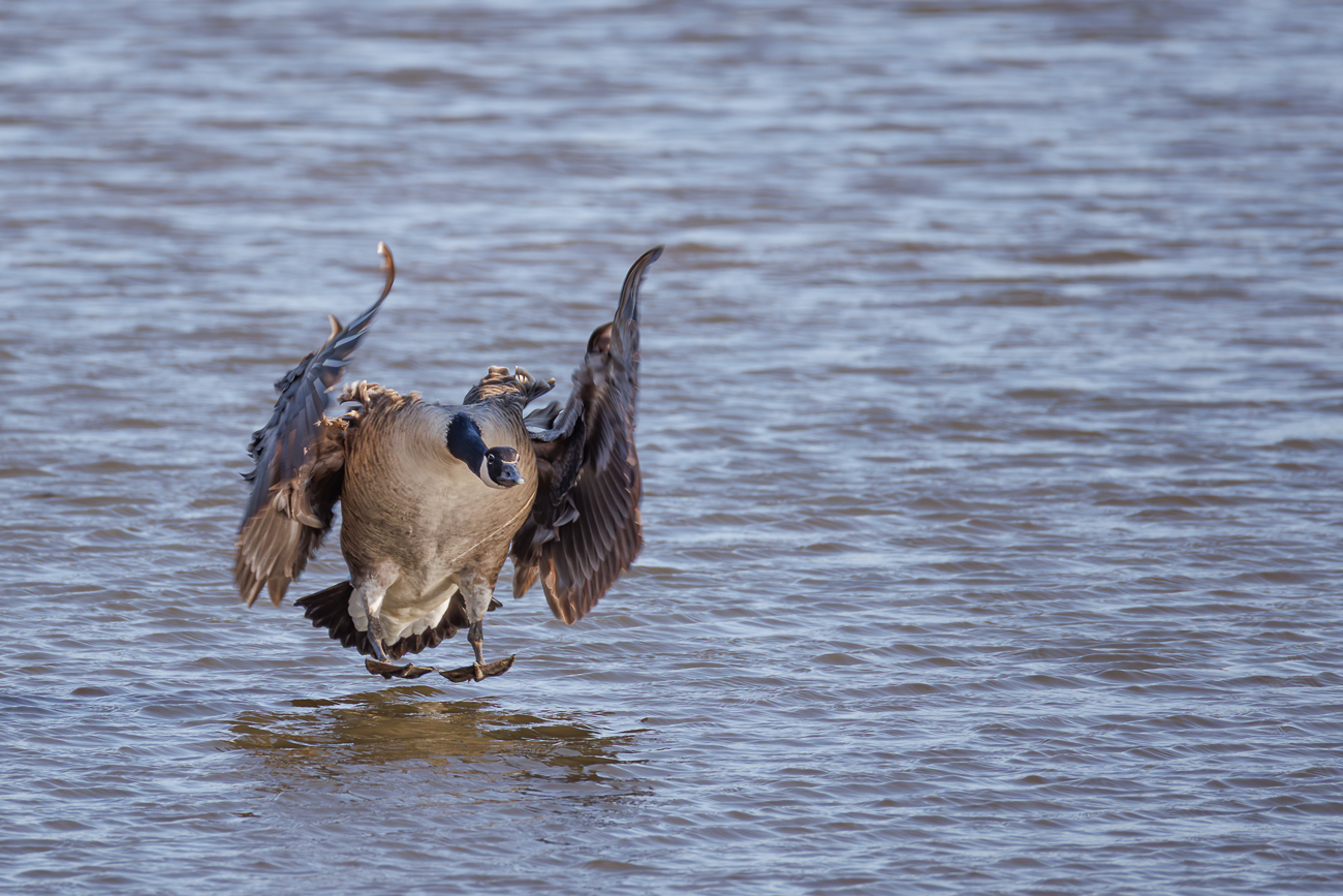 ... kurz vor dem Aufsetzen ...