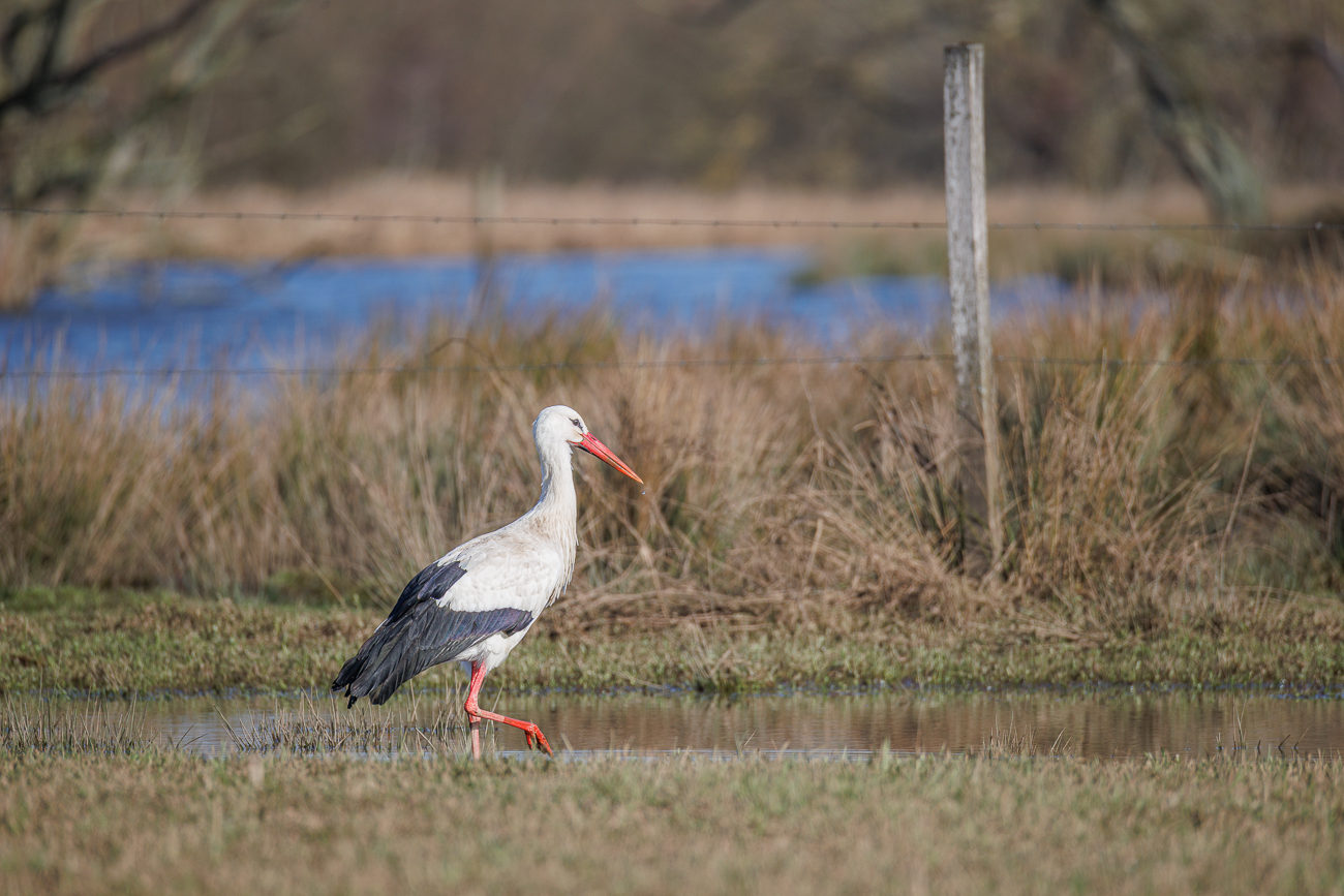 Wei&szlig;storch auf Futtersuche