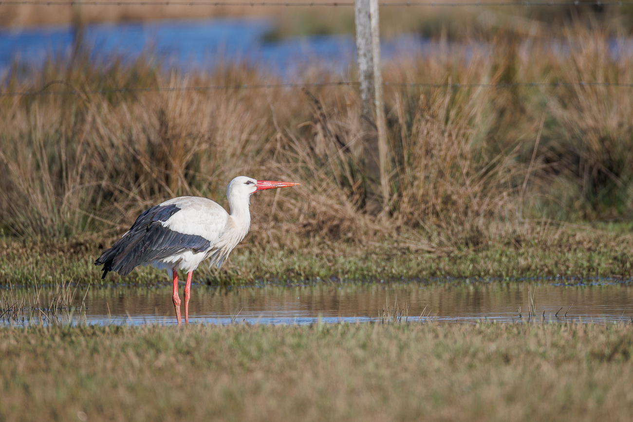 Wei&szlig;storch auf Futtersuche