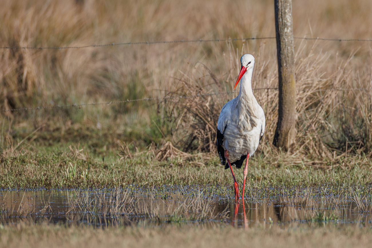 Wei&szlig;storch auf Futtersuche