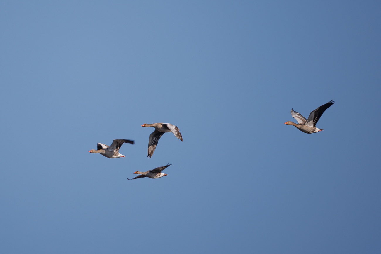 Graug&auml;nse [Graug&auml;nse] beim &Uuml;berflug
