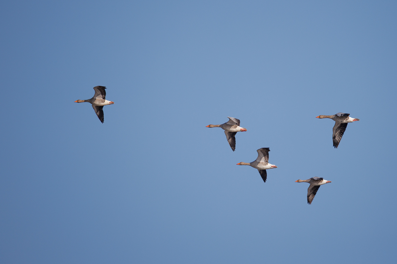 Graug&auml;nse [Graug&auml;nse] beim &Uuml;berflug