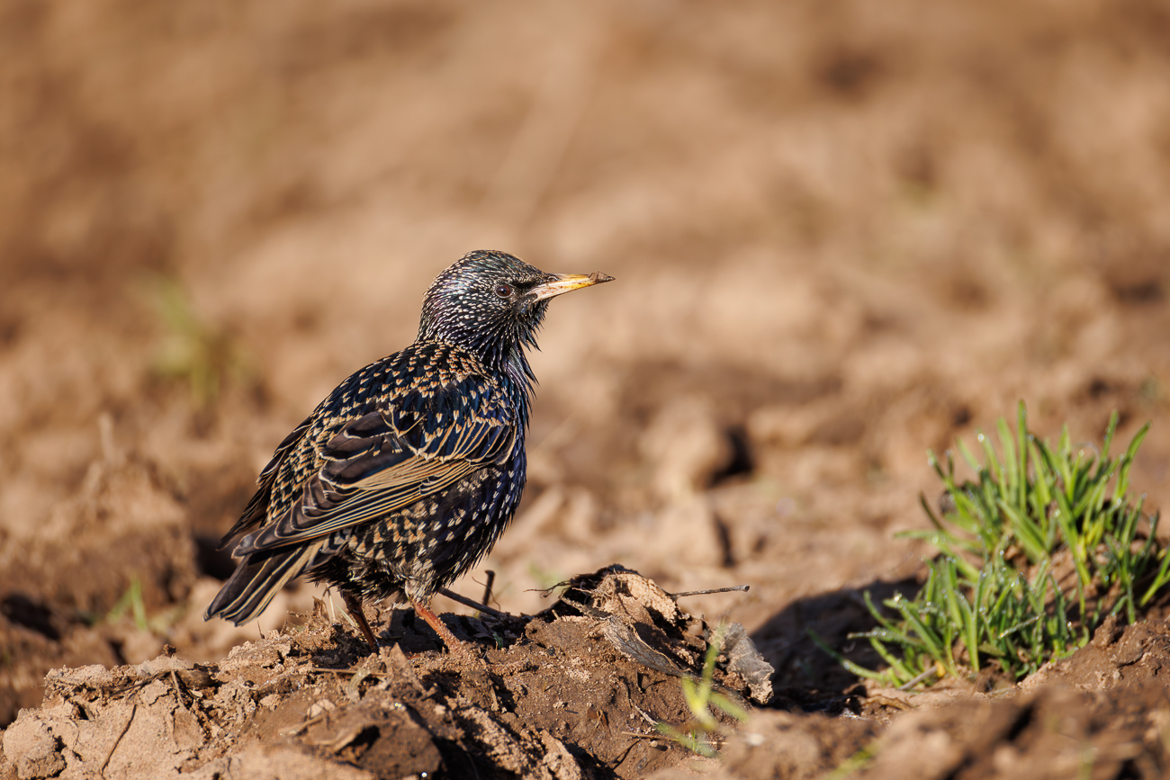 Star [Sturnus vulgaris]