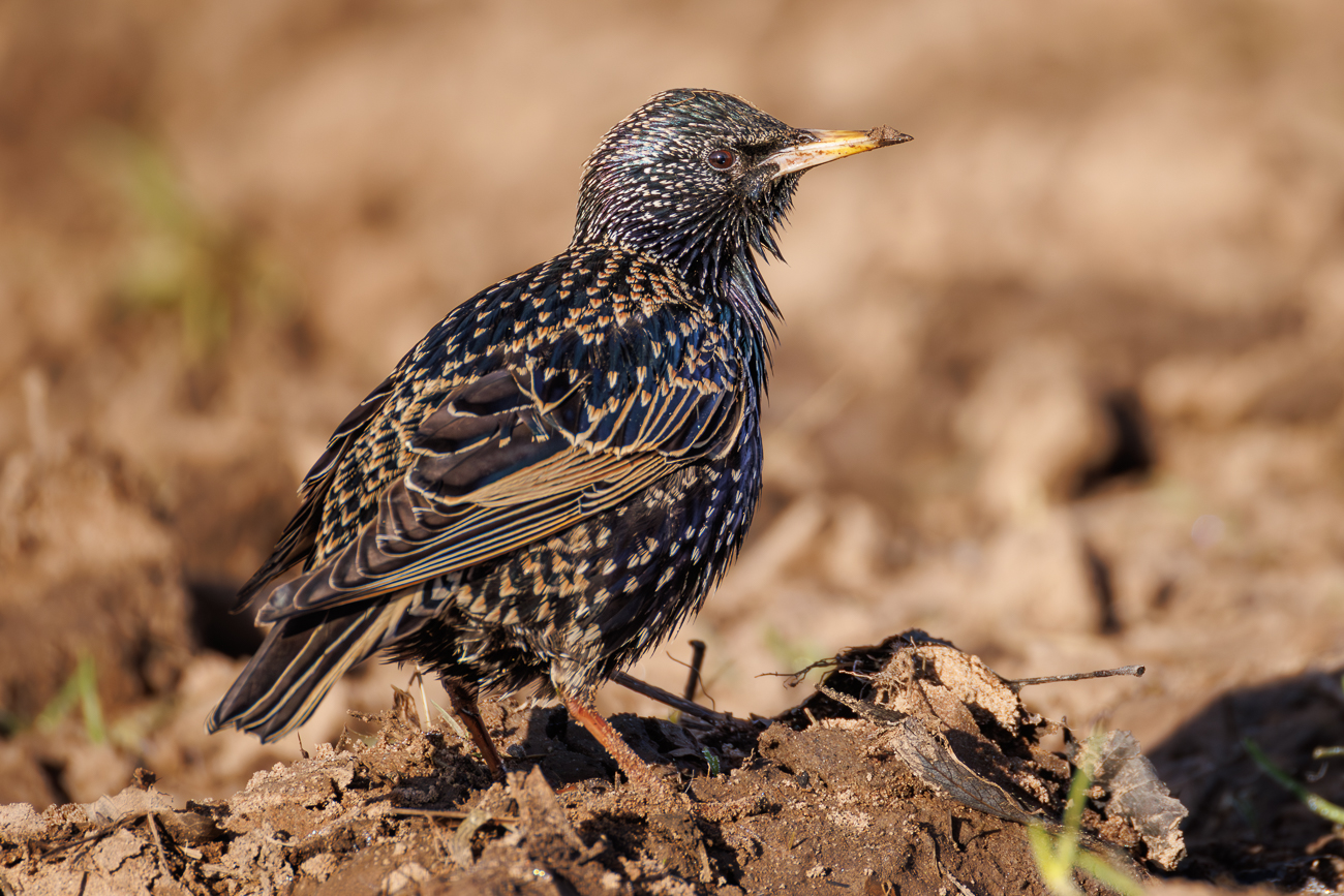 Star [Sturnus vulgaris]