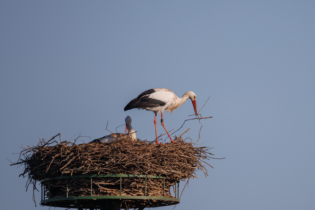 Storch beim Ausbessern des Nestes