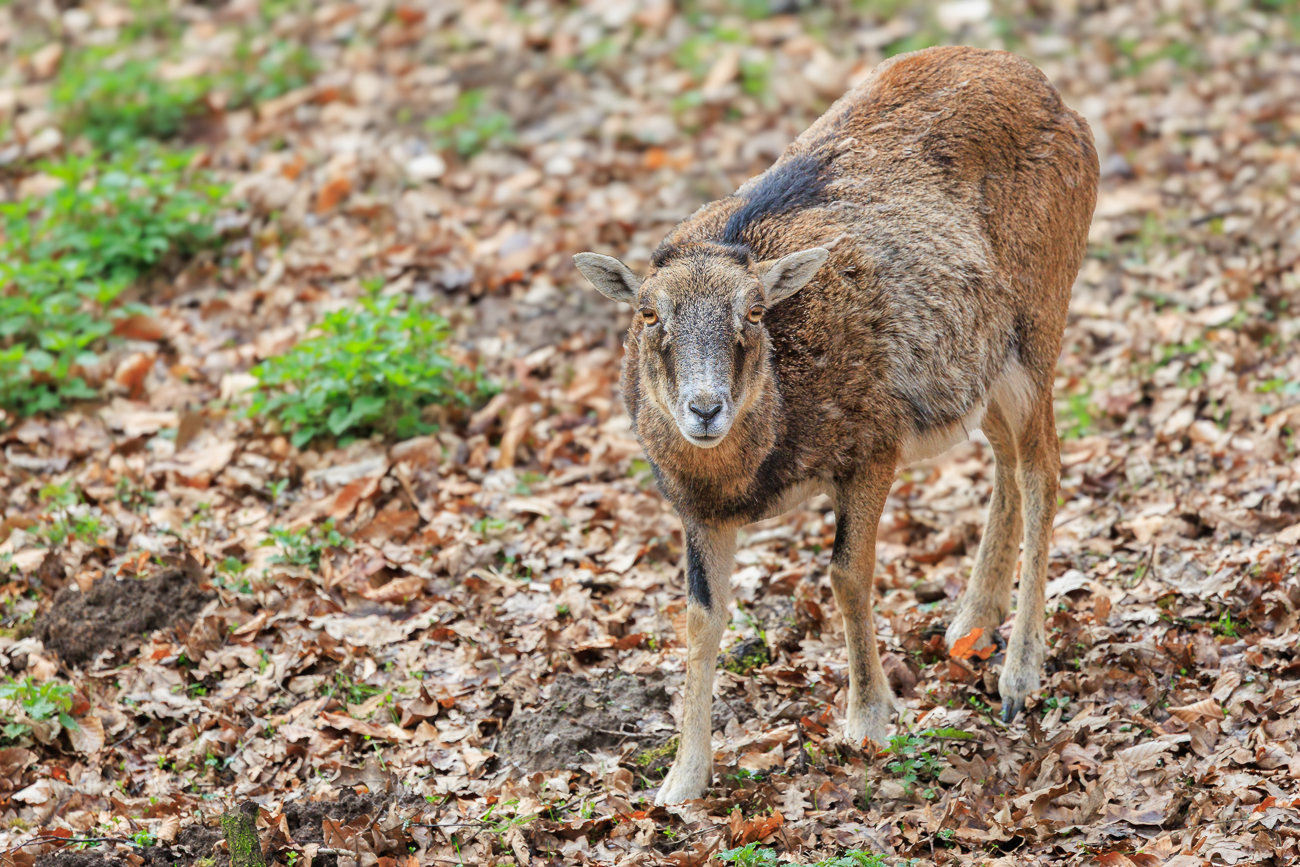 Alpensteinbock [Capra ibex]
