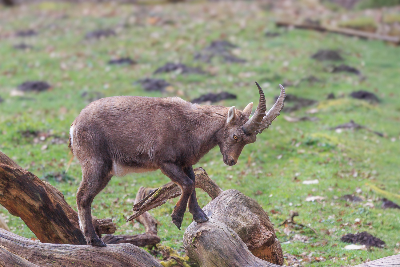 Alpensteinbock [Capra ibex]