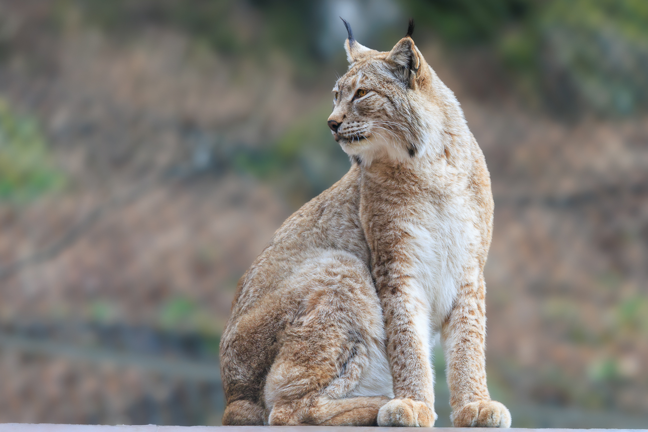 Nordluchs [Lynx lynx]
