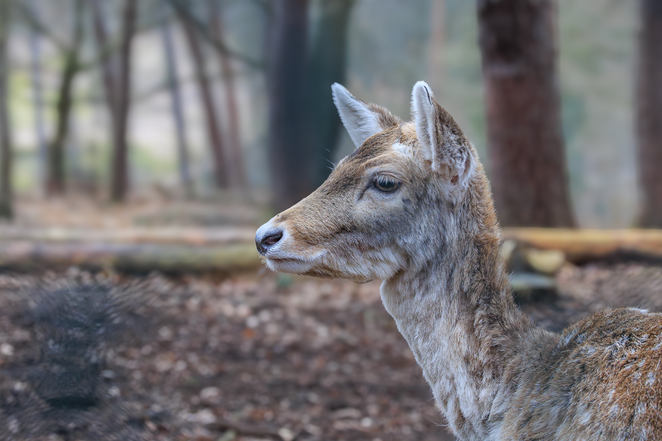Damhirsch [Dama dama]