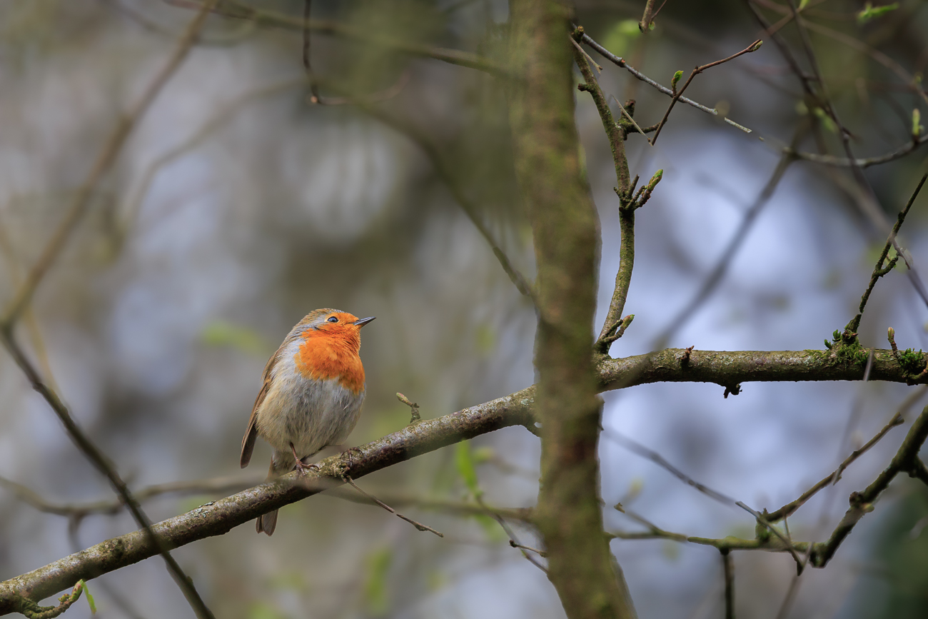 Rotkelchen [Erithacus rubecula]