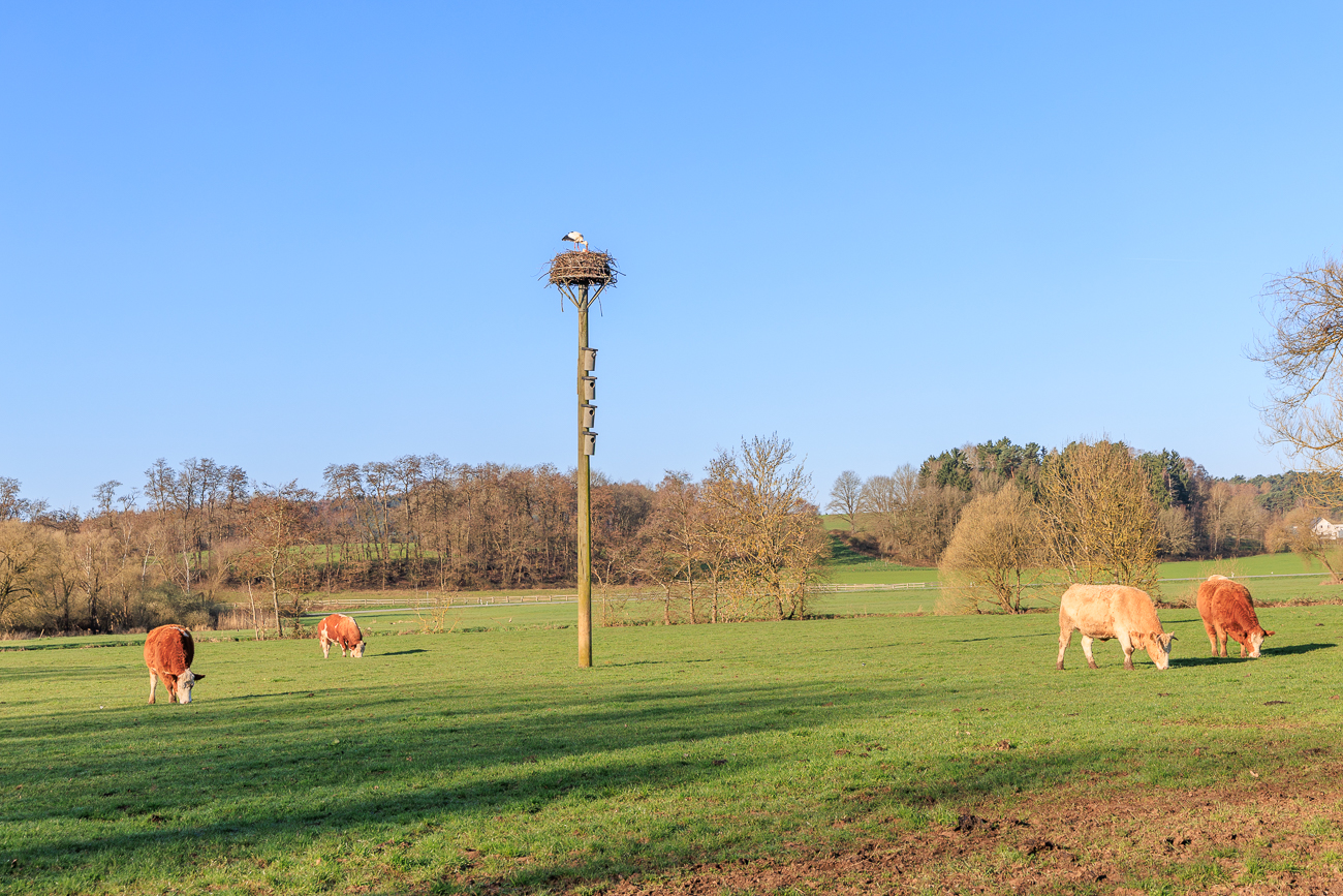 Storchennest auf der Weide