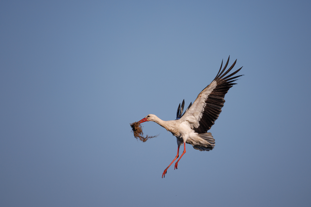 ... beim Anflug an das Nest
