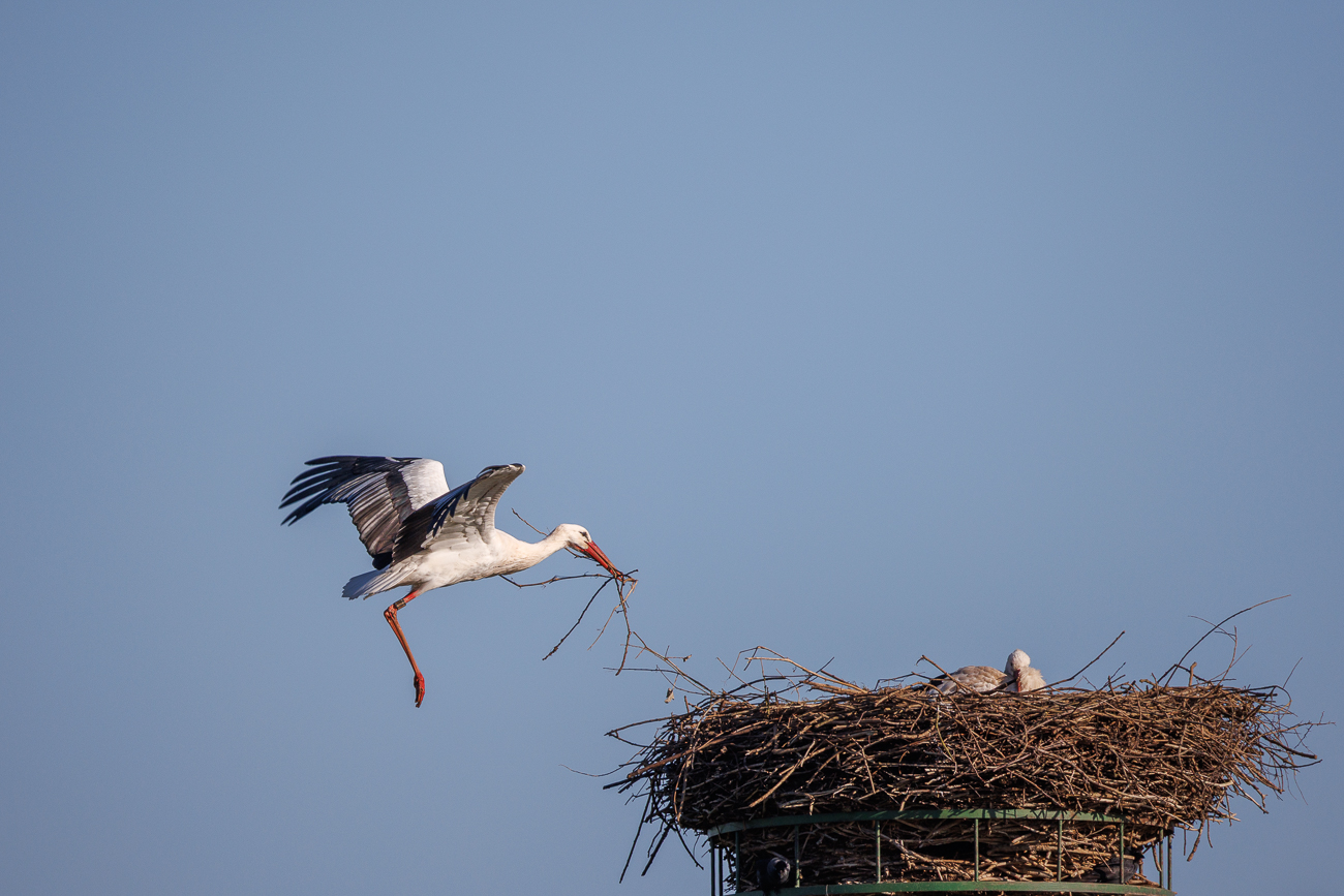 Das gesammelte Nistmaterial wird zum Nest gebracht