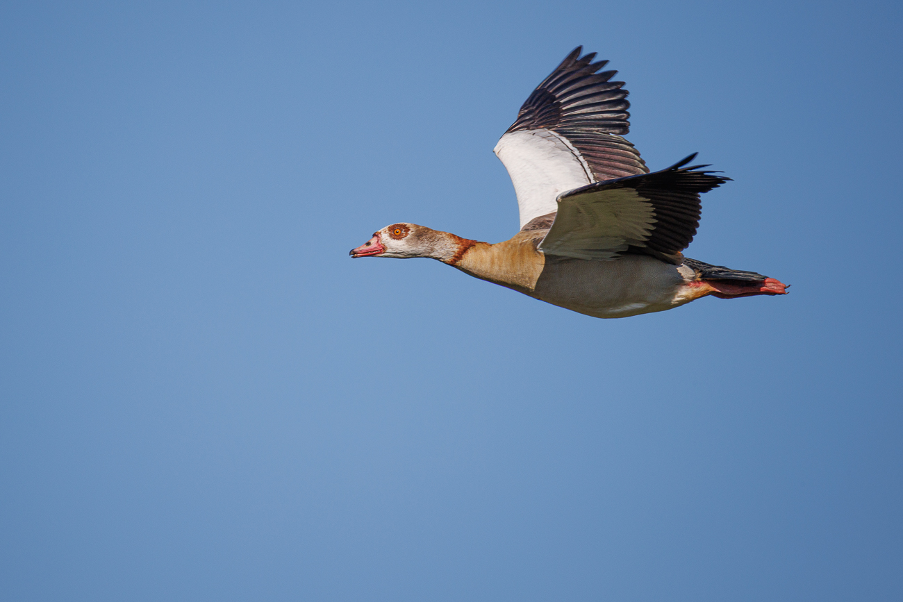Nilgans [Alopochen aegyptiaca]