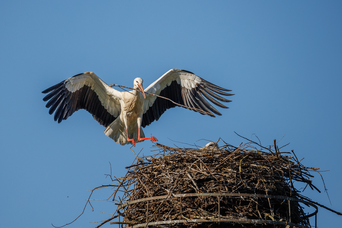 ... zum heimischen Nest gebracht