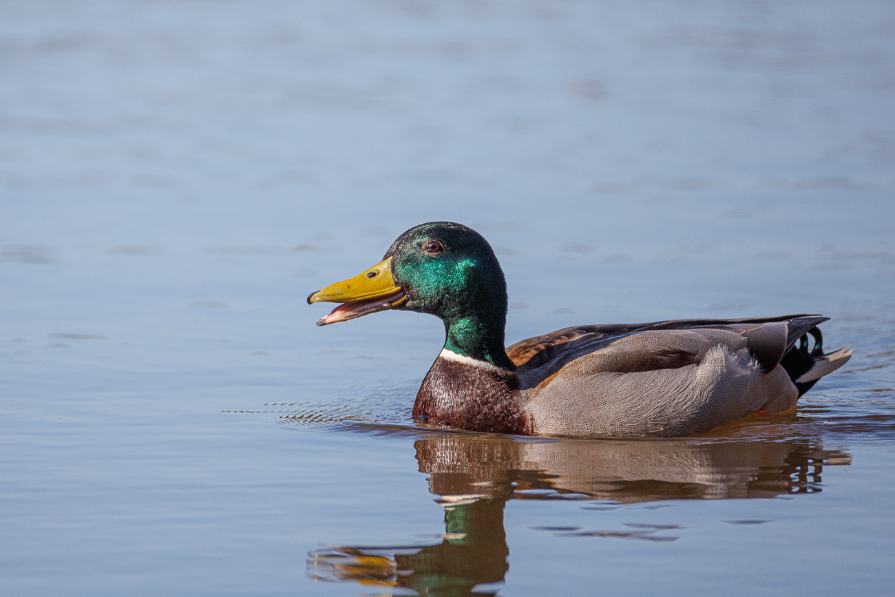 Stockente [Anas platyrhynchos]
