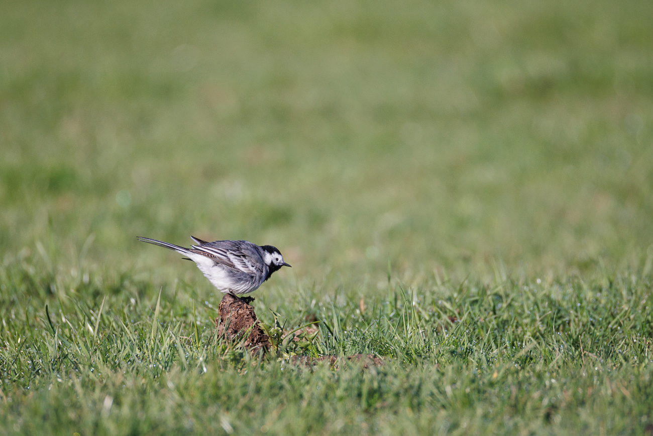 Bachstelze [Motacilla alba]