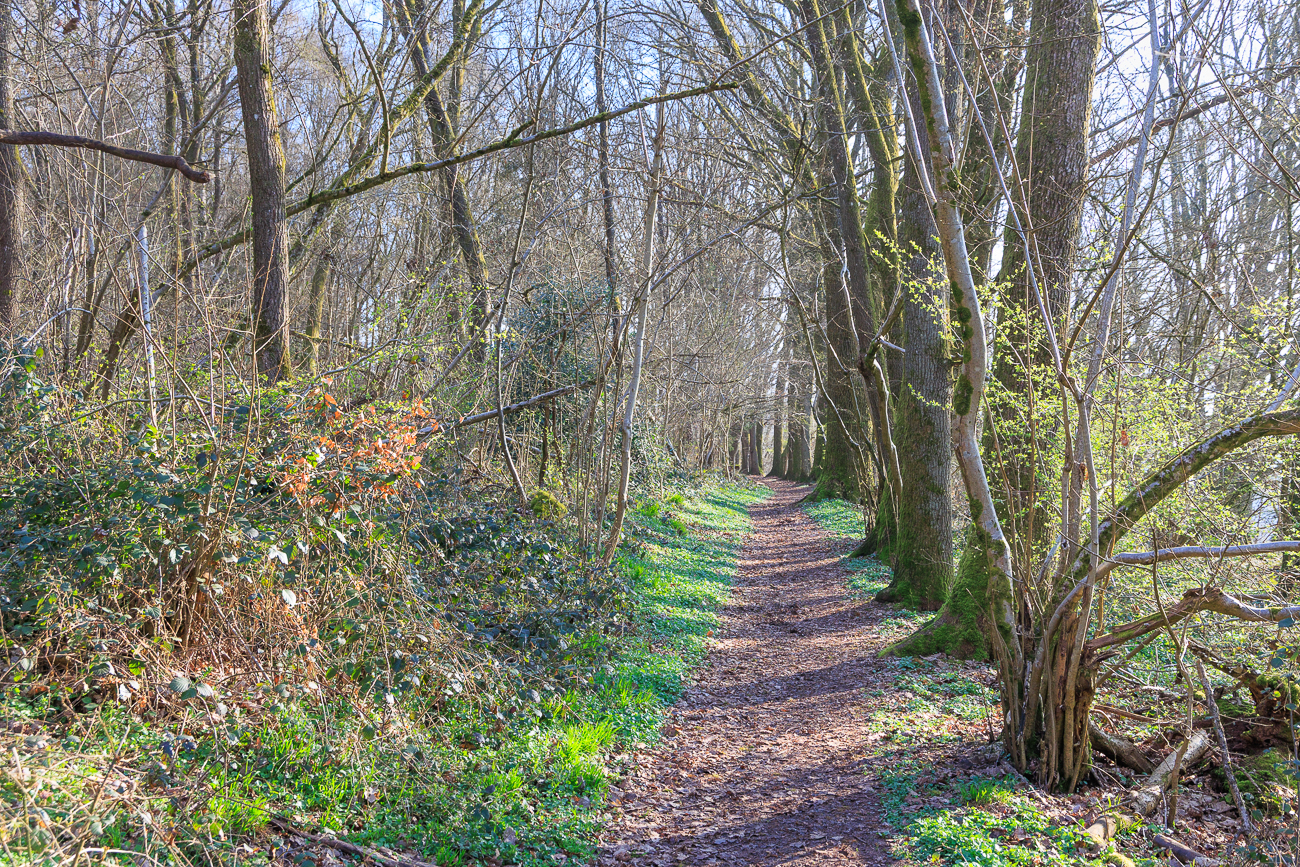Schmaler Waldweg