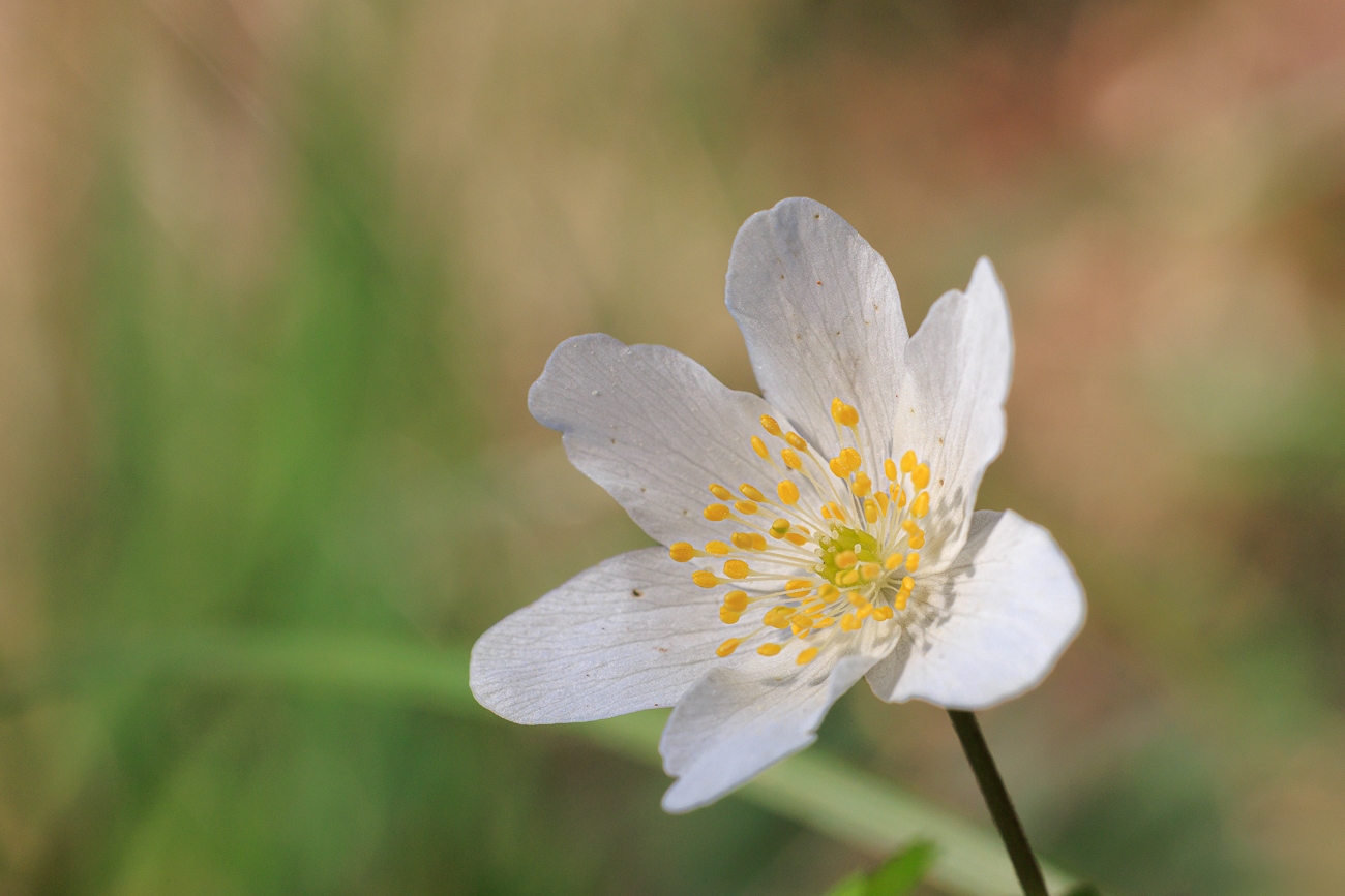 Buschwindr&ouml;schen [Anemone nemorosa]