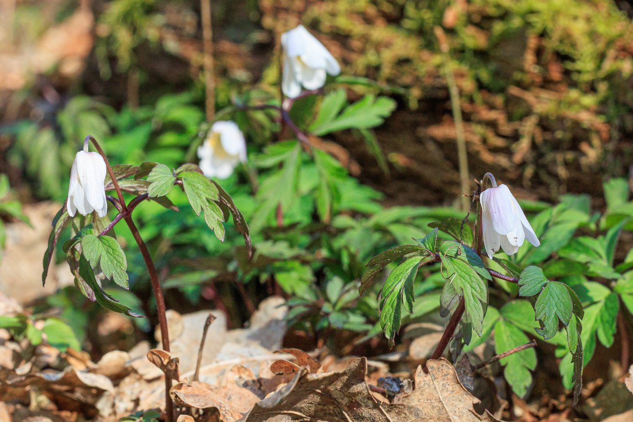 Buschwindr&ouml;schen [Anemone nemorosa], noch geschlossen