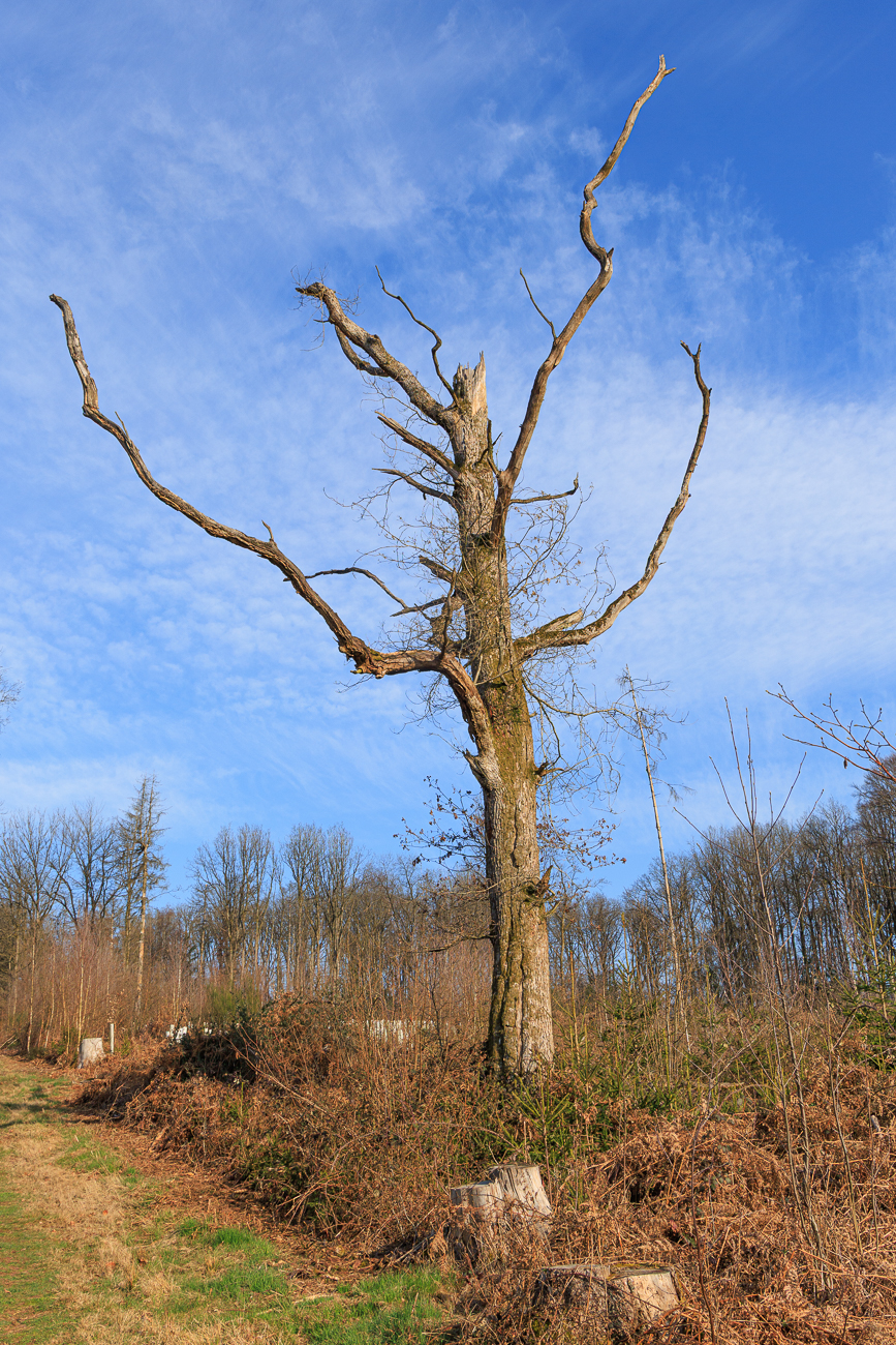 Abgestorbener Baum