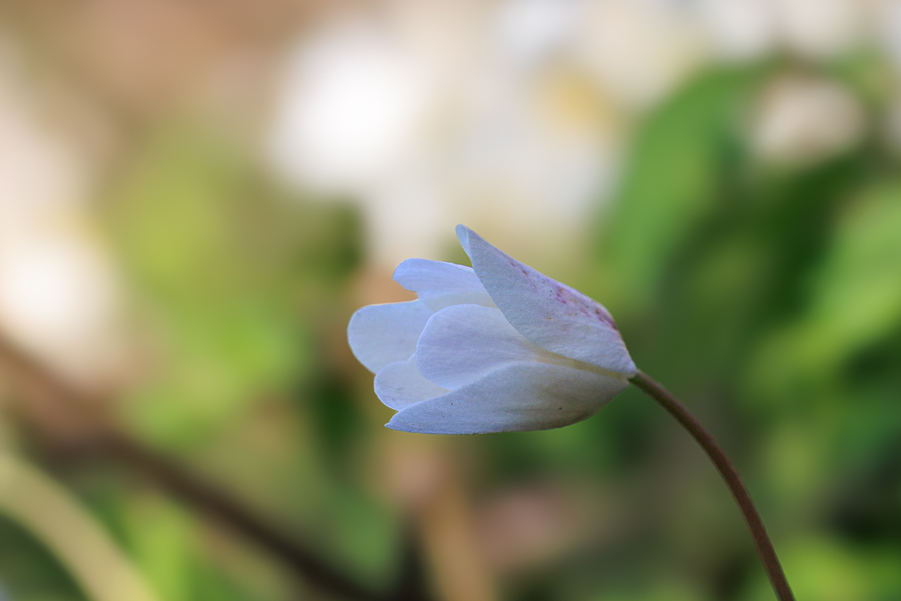 Buschwindr&ouml;schen [Anemone nemorosa], noch geschlossen