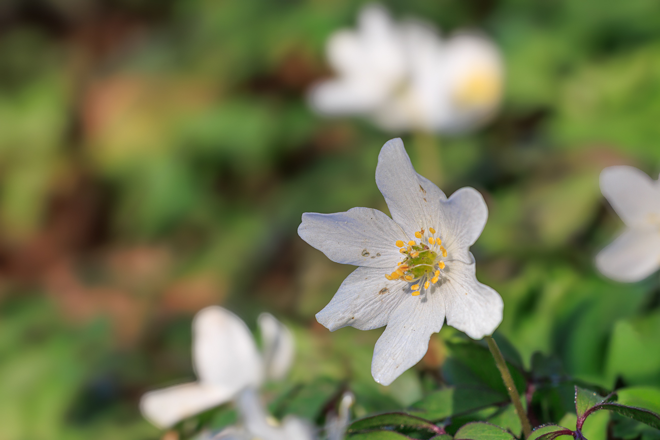 Buschwindr&ouml;schen [Anemone nemorosa]