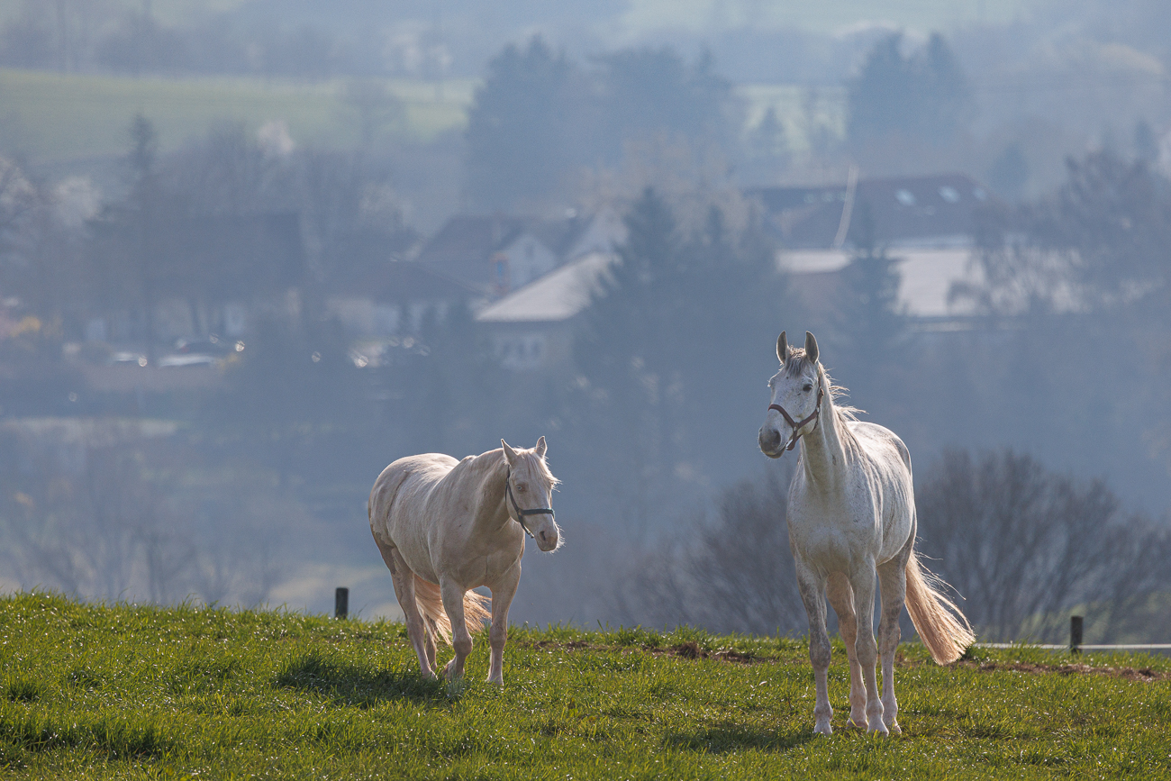 Pferde auf der Weide