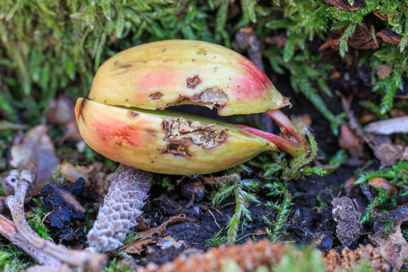 Keimende Eichel, die Wurzel sitzt schon fest in der Erde