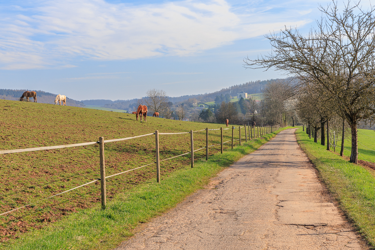 Wirtschaftsweg an einer Pferdeweide