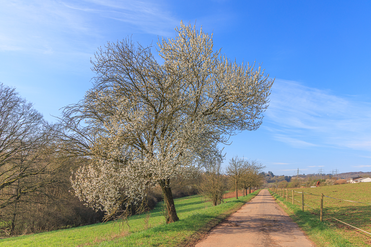 Bl&uuml;hende Kirschpflaume [Prunus cerasifera]