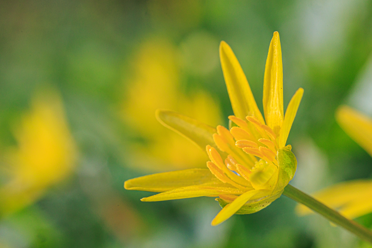 Scharbockskraut [Ranunculus ficaria]