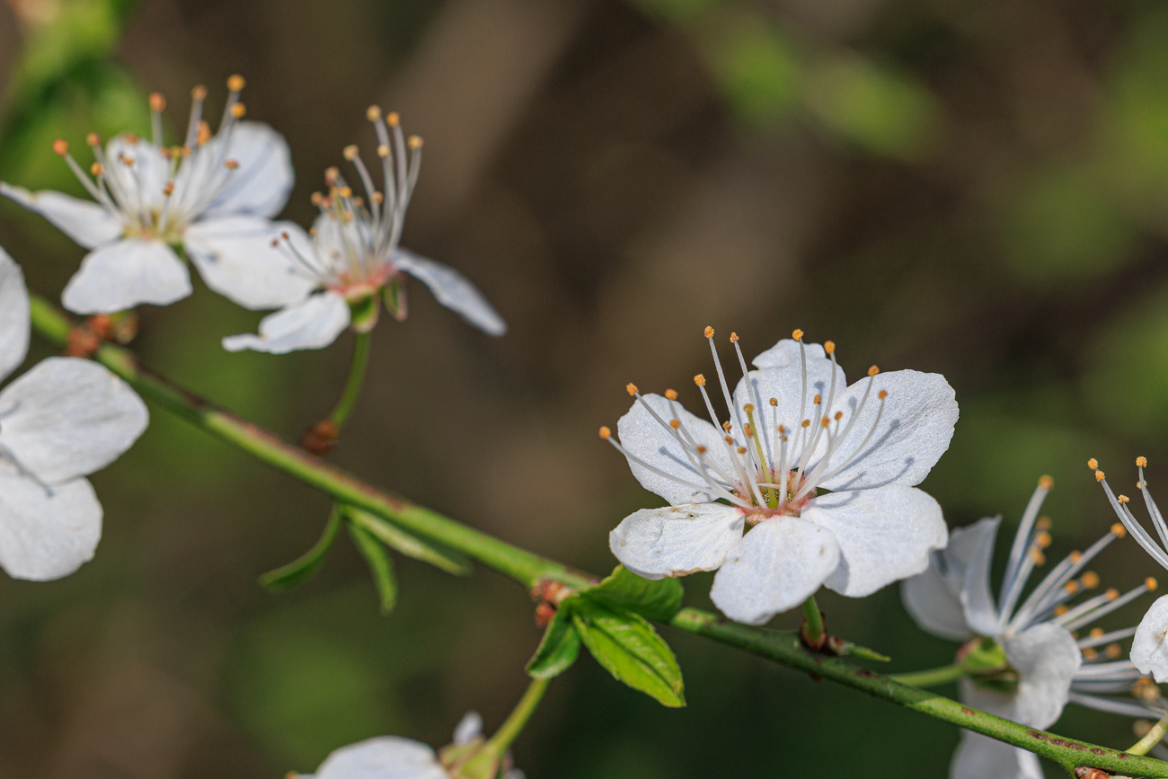 Kirschpflaume [Prunus cerasifera]