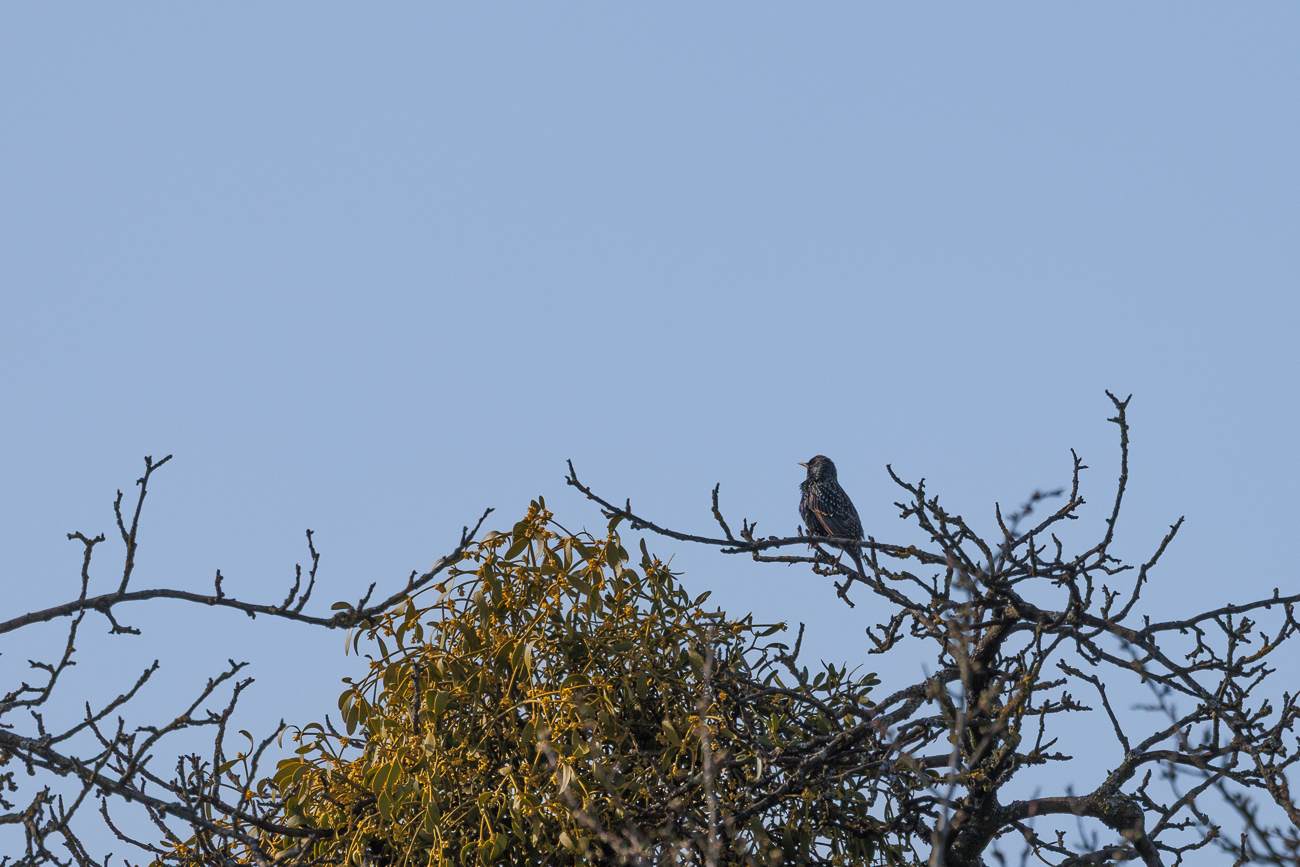 Star [Sturnus vulgaris], leider zu weit weg
