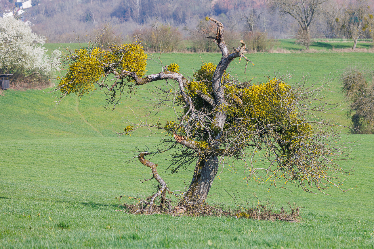 Abgestorbener Baum unter der Last von vielen Misteln