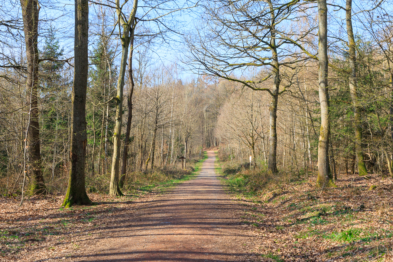 Waldautobahn ;-)