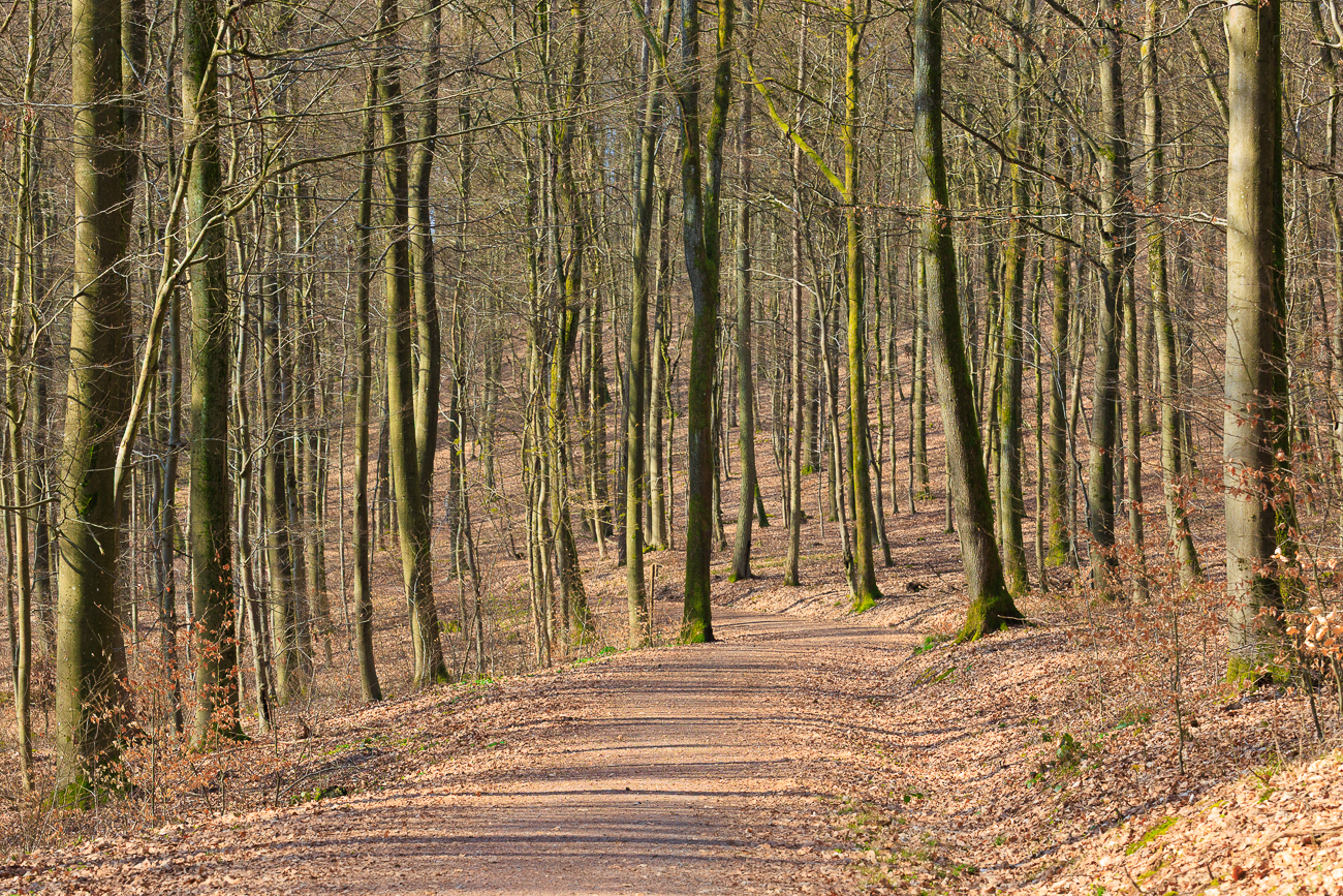 Hier stehen die B&auml;ume ziemlich dicht