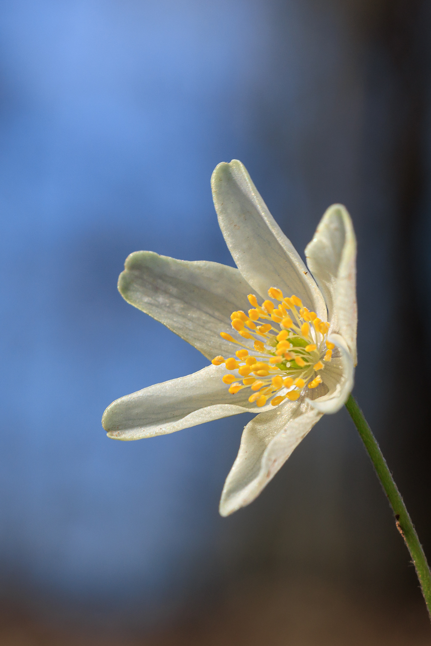 Buschwindr&ouml;schen [Anemone nemorosa]