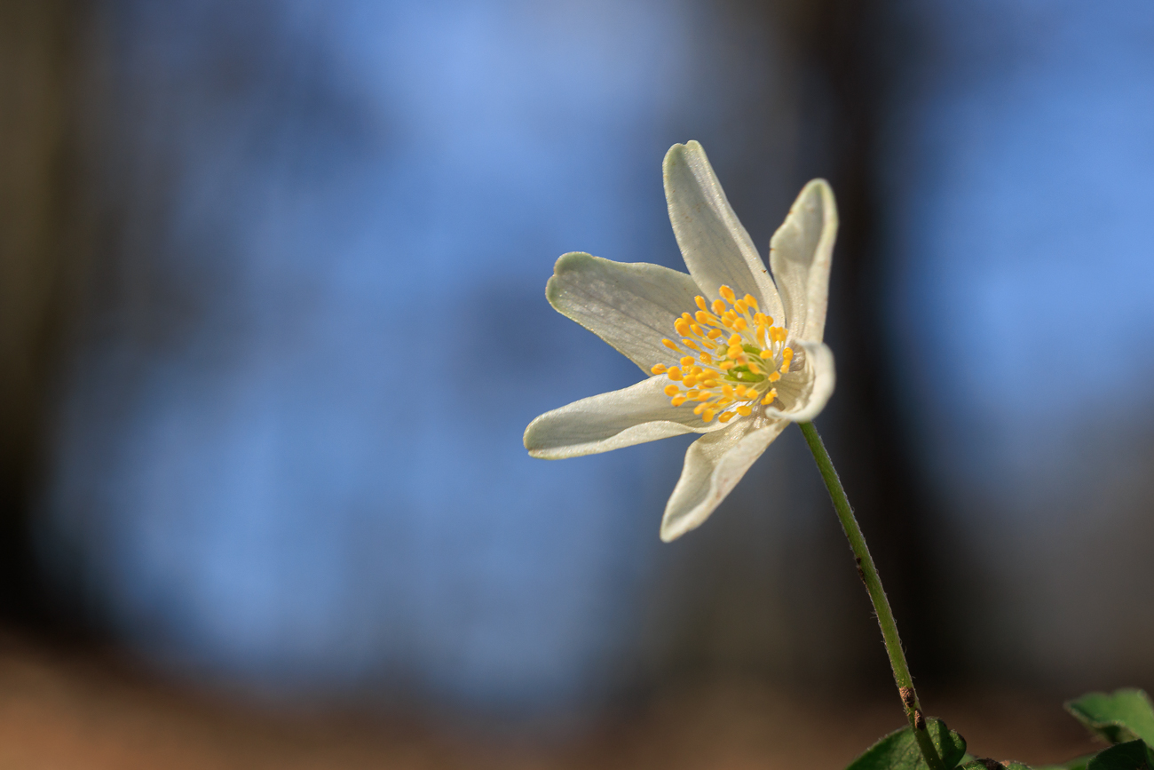Buschwindr&ouml;schen [Anemone nemorosa]