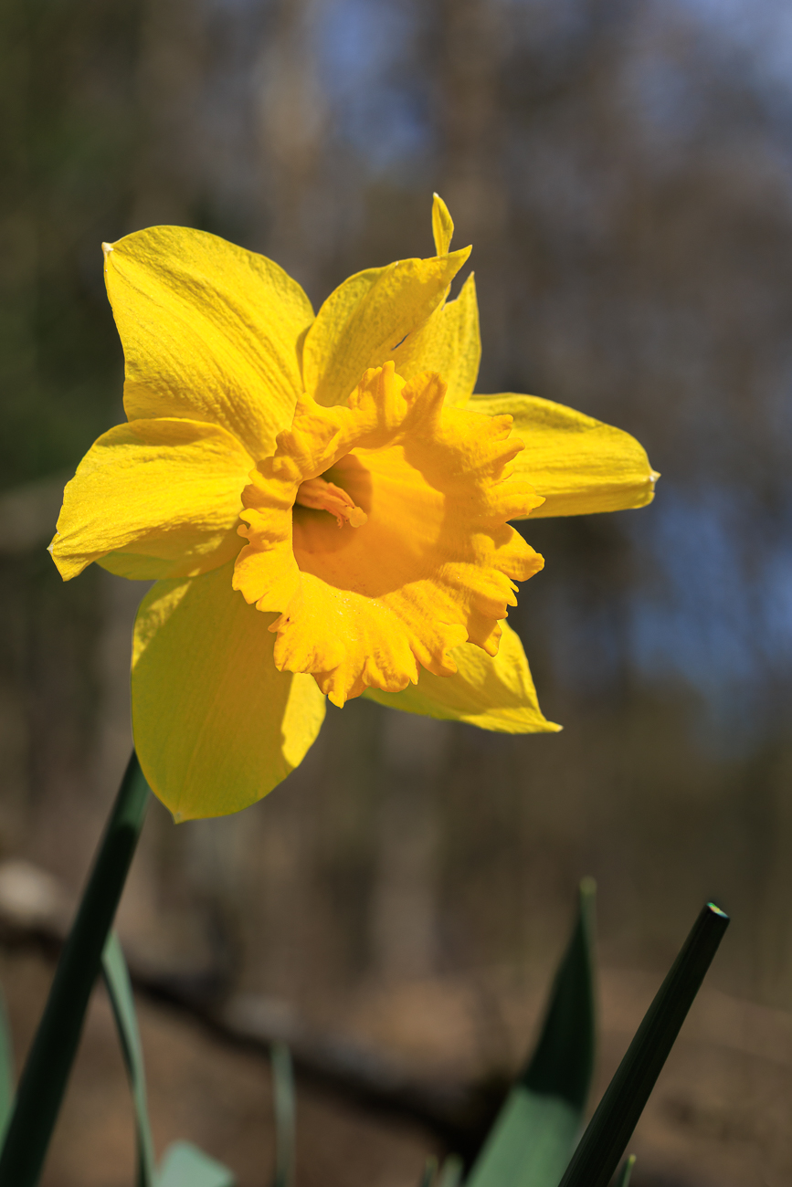 Gelbe Narzisse [Narcissus pseudonarcissus]