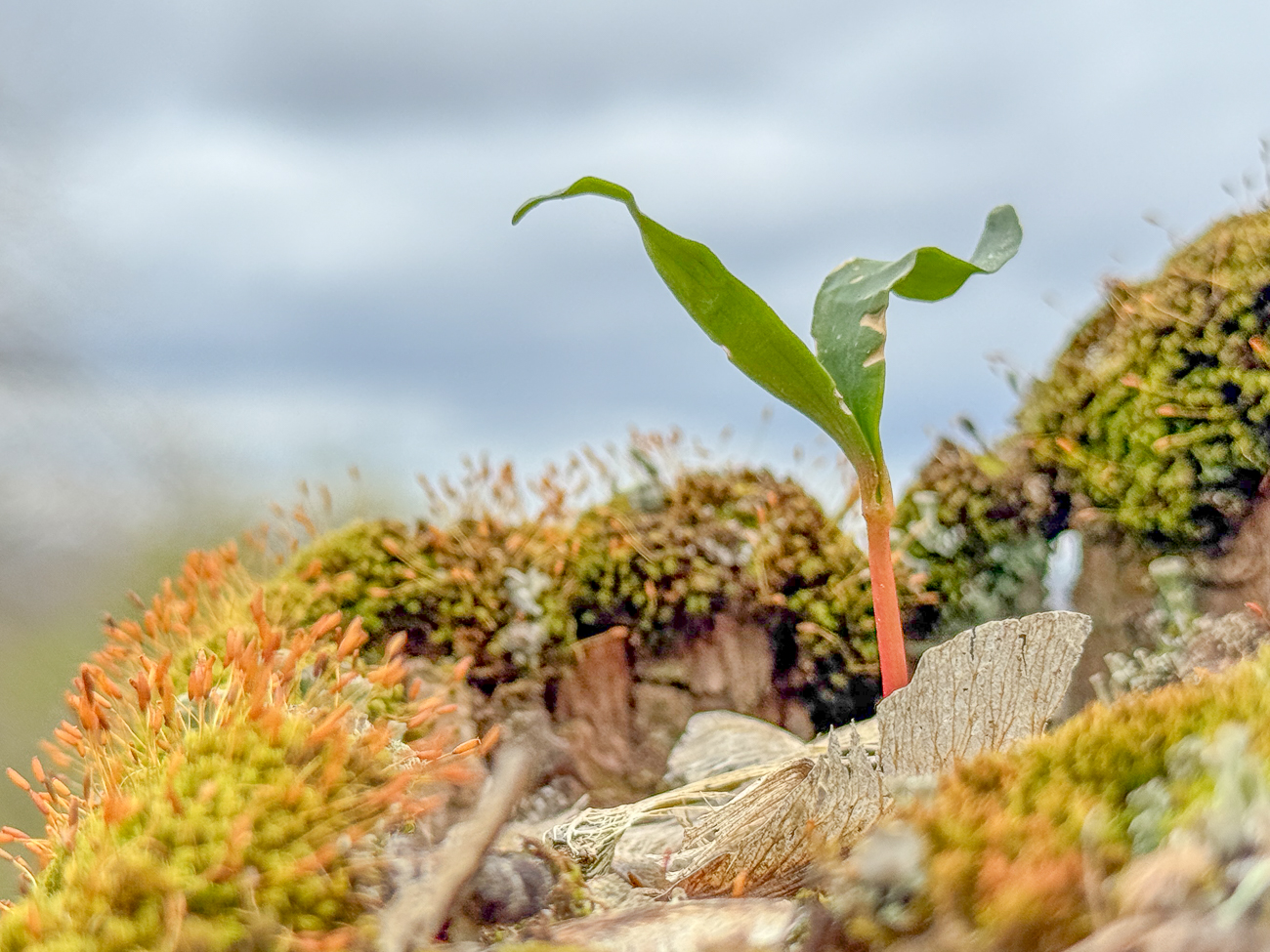Was das mal wohl wird? W&auml;chst auf einem Holzpfosten