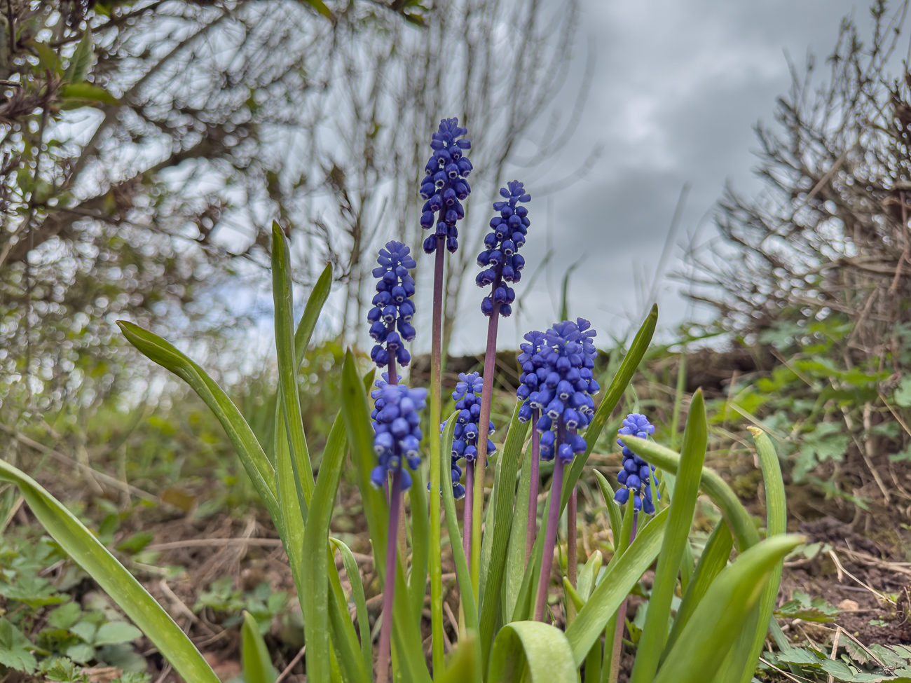 Hellblaue Traubenhyazinthe [Muscari botryoides]