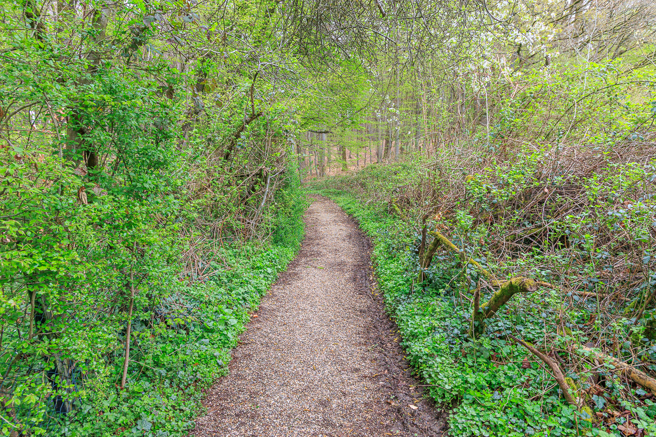 Pfad in den Wald