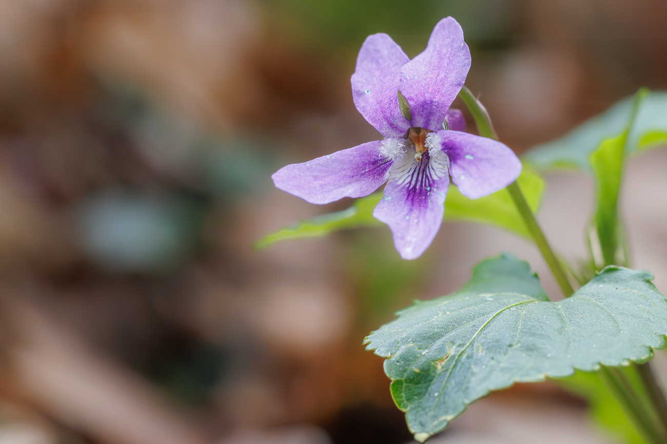 Wald-Veilchen [Viola reichenbachiana]