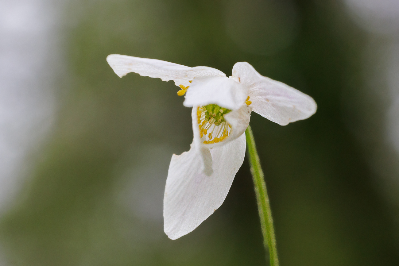 Buschwindr&ouml;schen [Anemone nemorosa], nicht ganz aufgegangen