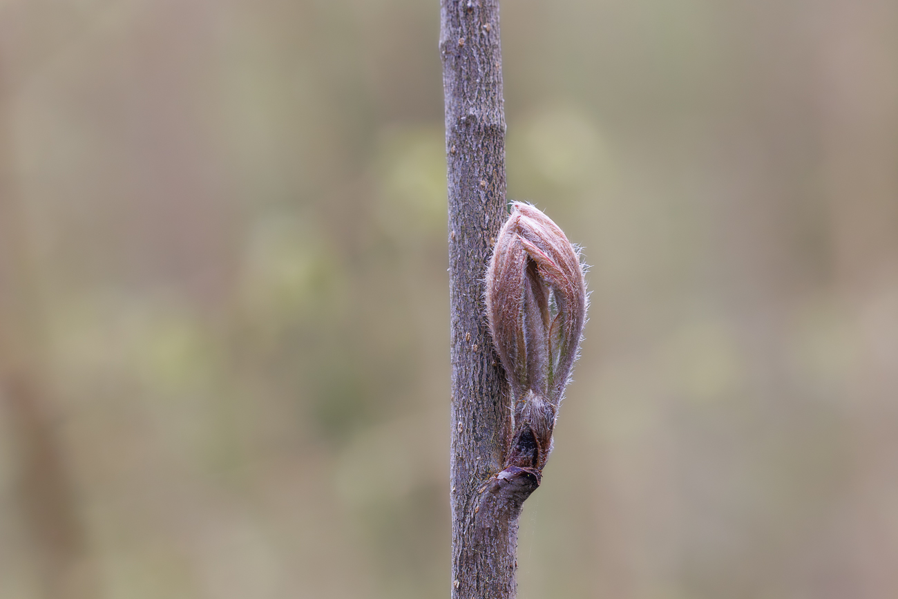 Blattknospe einer Eberesche [Sorbus aucuparia] kurz vor dem &Ouml;ffnen ...